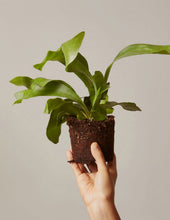 Load image into Gallery viewer, Staghorn Fern