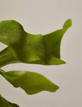 Load image into Gallery viewer, Staghorn Fern