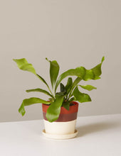 Load image into Gallery viewer, Staghorn Fern