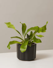 Load image into Gallery viewer, Staghorn Fern