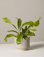 Load image into Gallery viewer, Staghorn Fern