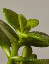 Load image into Gallery viewer, Succulent Trio
