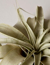 Load image into Gallery viewer, Xerographica Air Plant