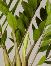 Load image into Gallery viewer, ZZ Plant