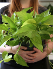 Load image into Gallery viewer, Plant Parent Club
