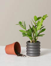 Load image into Gallery viewer, Vine Scented Soy Candle
