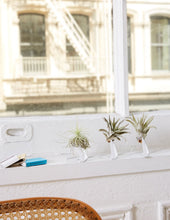 Load image into Gallery viewer, Air Plant Trio
