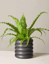 Load image into Gallery viewer, Bird’s Nest Fern
