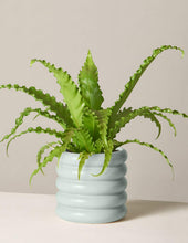 Load image into Gallery viewer, Bird’s Nest Fern

