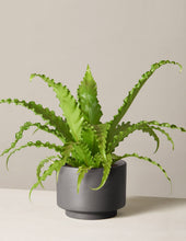 Load image into Gallery viewer, Bird’s Nest Fern
