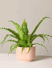 Load image into Gallery viewer, Bird’s Nest Fern
