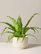 Load image into Gallery viewer, Bird’s Nest Fern
