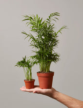Load image into Gallery viewer, Parlor Palm
