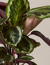 Load image into Gallery viewer, Calathea Medallion
