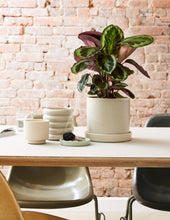 Load image into Gallery viewer, Calathea Medallion
