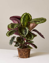Load image into Gallery viewer, Calathea Medallion
