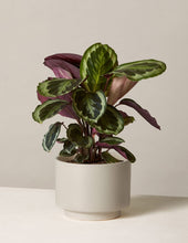 Load image into Gallery viewer, Calathea Medallion
