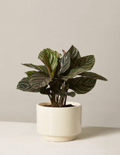 Load image into Gallery viewer, Calathea Pinstripe
