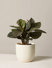 Load image into Gallery viewer, Calathea Pinstripe
