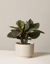 Load image into Gallery viewer, Calathea Pinstripe
