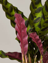 Load image into Gallery viewer, Calathea Rattlesnake
