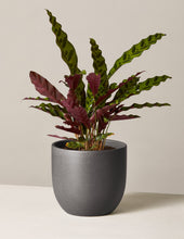Load image into Gallery viewer, Calathea Rattlesnake
