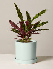 Load image into Gallery viewer, Calathea Rattlesnake
