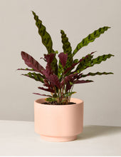 Load image into Gallery viewer, Calathea Rattlesnake
