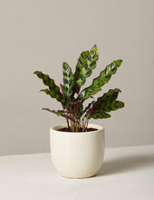 Load image into Gallery viewer, Calathea Rattlesnake
