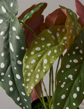 Load image into Gallery viewer, Faux Angel Wings Begonia
