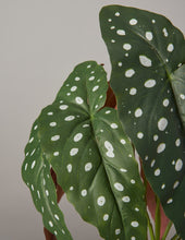 Load image into Gallery viewer, Faux Angel Wings Begonia
