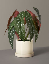 Load image into Gallery viewer, Faux Angel Wings Begonia
