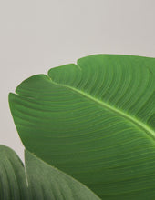 Load image into Gallery viewer, Faux Bird of Paradise
