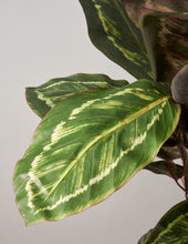 Load image into Gallery viewer, Faux Calathea Medallion
