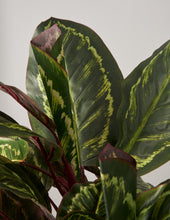 Load image into Gallery viewer, Faux Calathea Medallion
