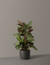 Load image into Gallery viewer, Faux Calathea Medallion
