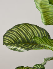 Load image into Gallery viewer, Faux Calathea Orbifolia
