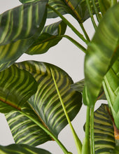 Load image into Gallery viewer, Faux Calathea Orbifolia
