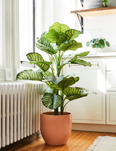 Load image into Gallery viewer, Faux Calathea Orbifolia
