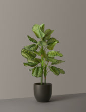 Load image into Gallery viewer, Faux Calathea Orbifolia
