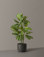 Load image into Gallery viewer, Faux Calathea Orbifolia

