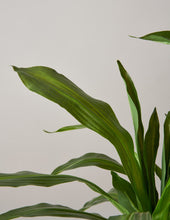 Load image into Gallery viewer, Faux Dracaena
