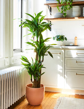 Load image into Gallery viewer, Faux Dracaena
