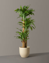 Load image into Gallery viewer, Faux Dracaena
