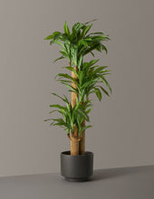 Load image into Gallery viewer, Faux Dracaena
