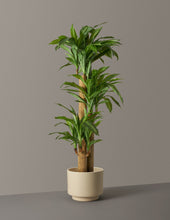 Load image into Gallery viewer, Faux Dracaena
