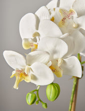 Load image into Gallery viewer, Faux Orchid Phalaenopsis
