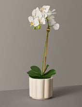 Load image into Gallery viewer, Faux Orchid Phalaenopsis
