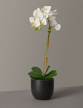 Load image into Gallery viewer, Faux Orchid Phalaenopsis
