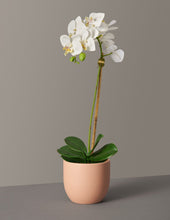 Load image into Gallery viewer, Faux Orchid Phalaenopsis
